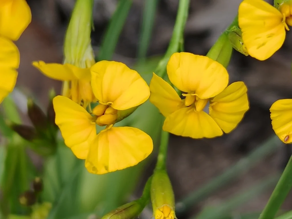 Tagetes Lucida