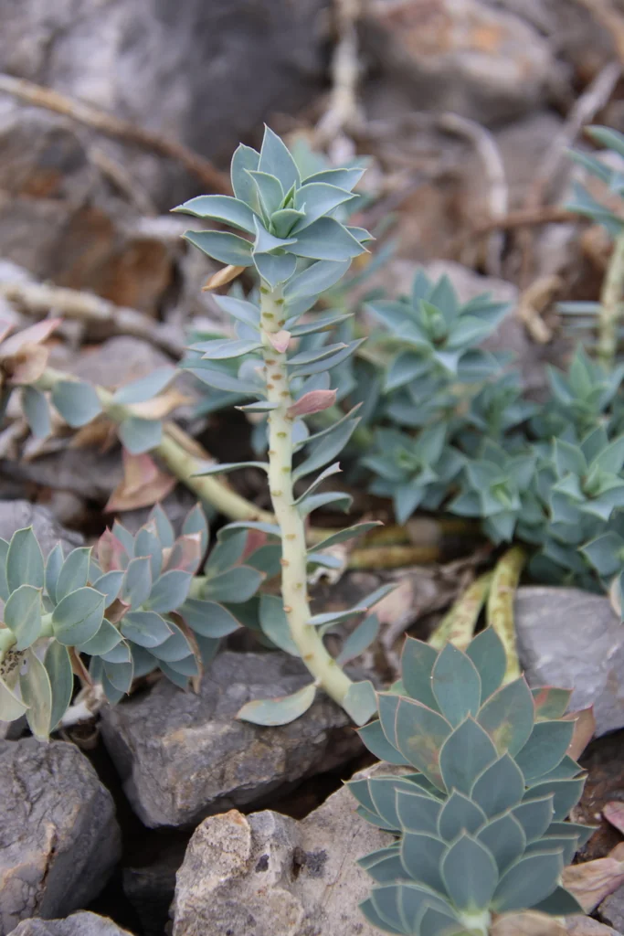 Euphorbia Myrsinites