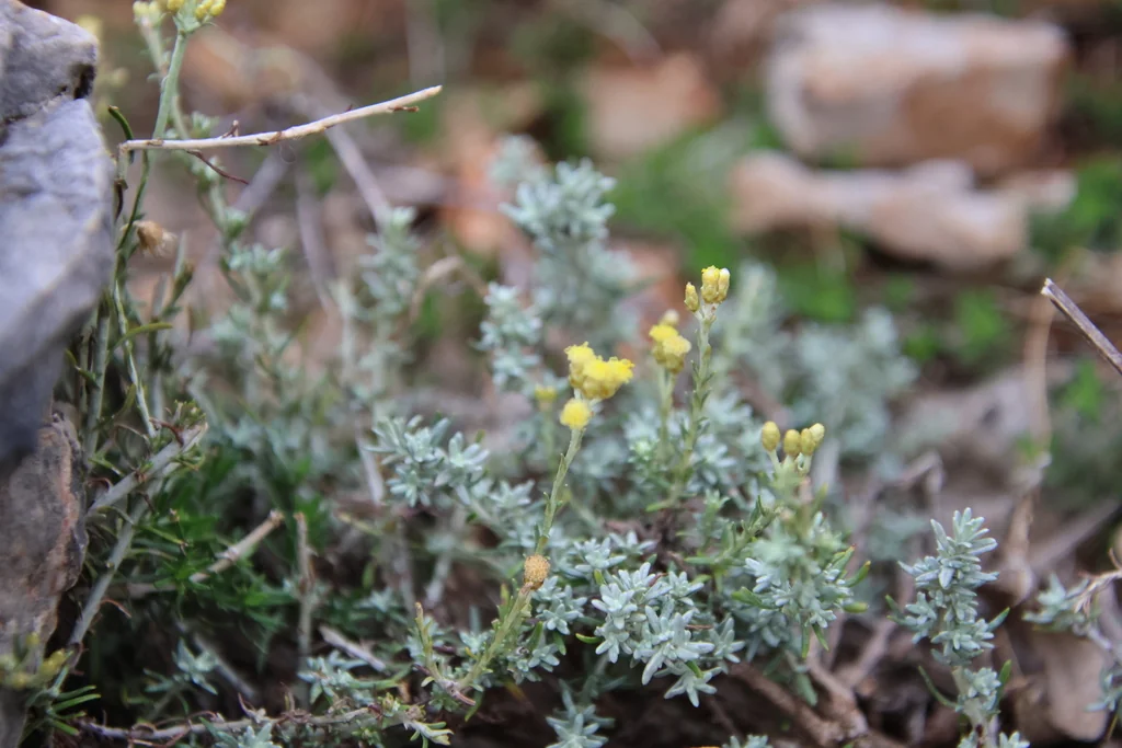 Helichrysum Italicum