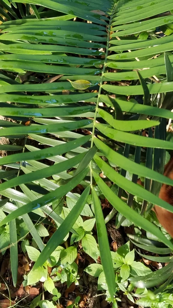 Zamia Pumila