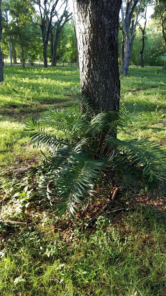 Zamia Pumila