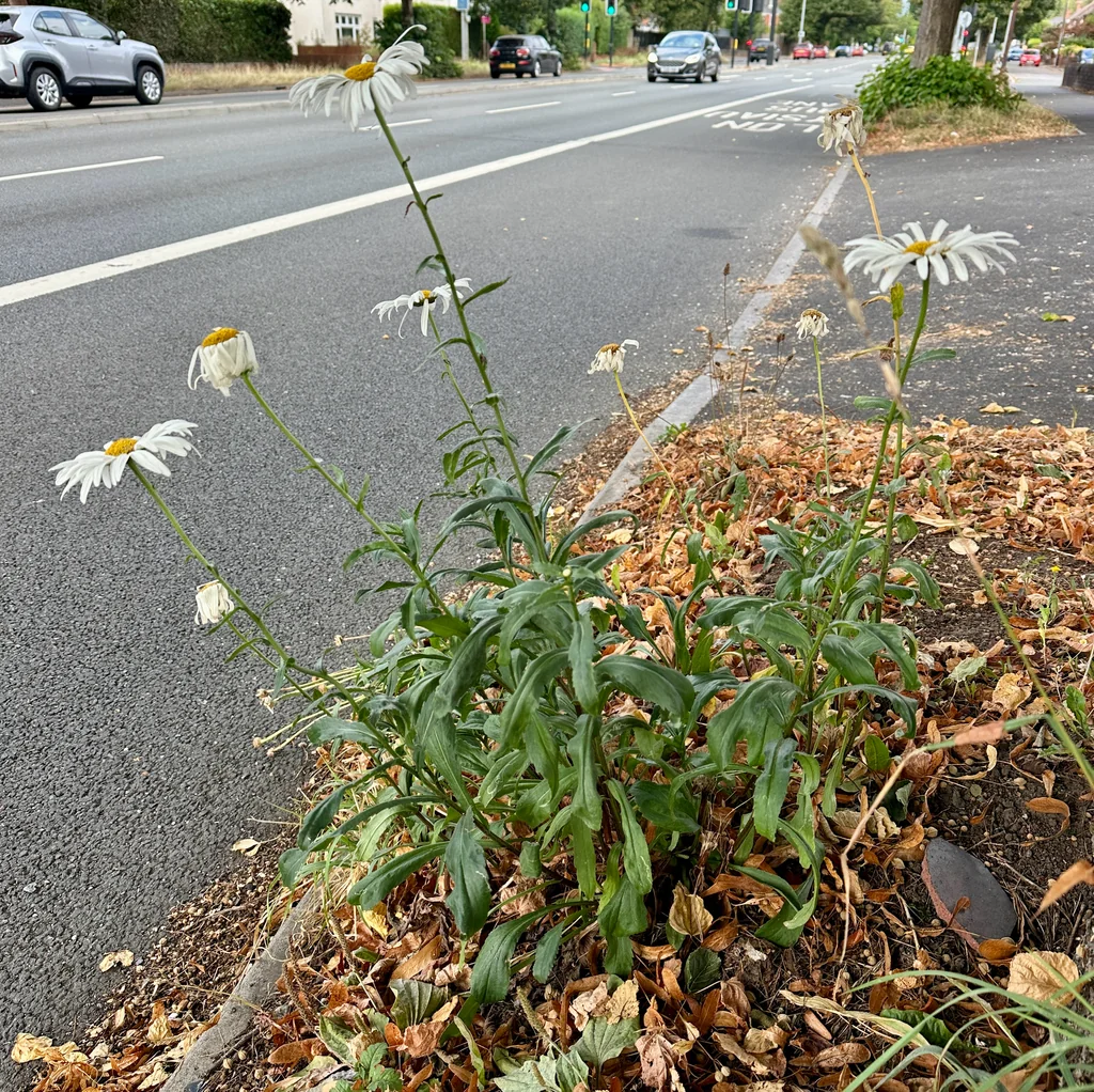 Leucanthemum superbum