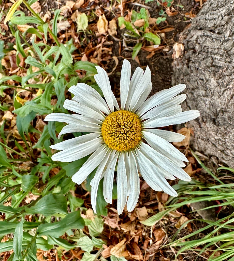 Leucanthemum superbum
