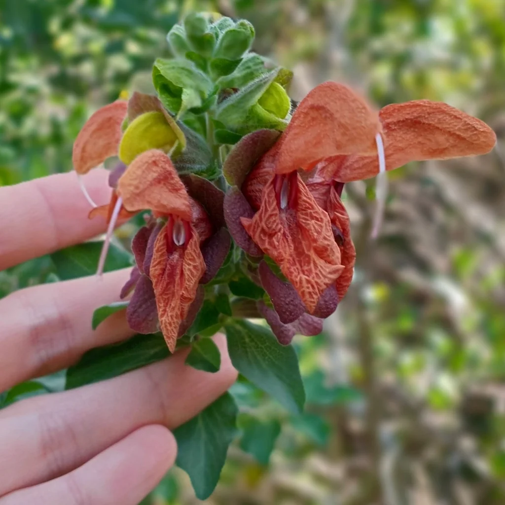 Salvia Africana-Lutea