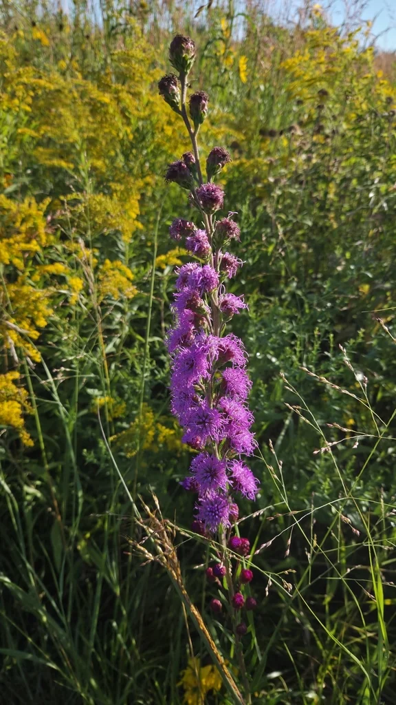 Liatris Ligulistylis