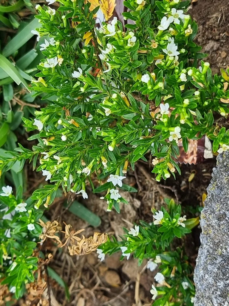 Cuphea Hyssopifolia
