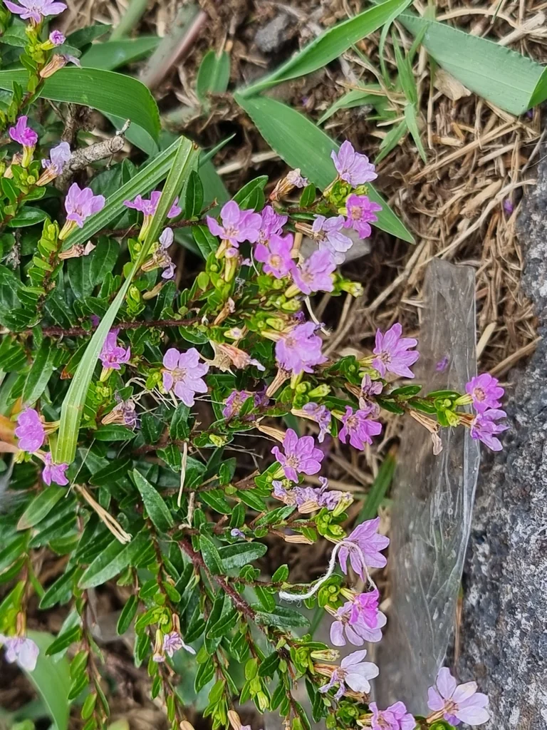 Cuphea Hyssopifolia