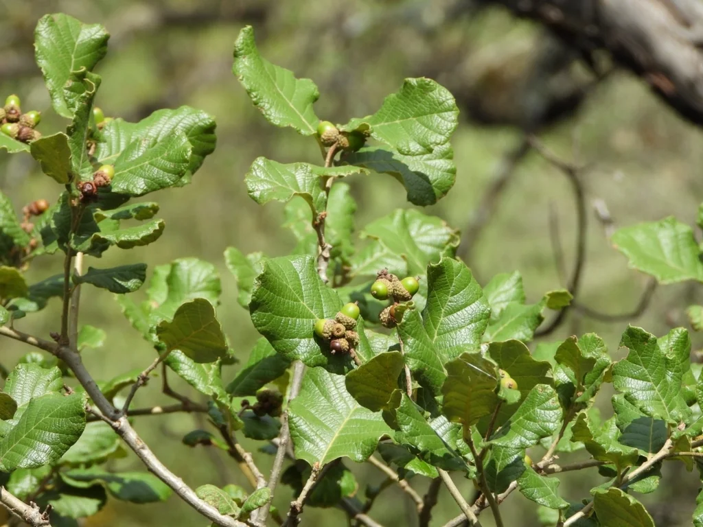Quercus Rugosa