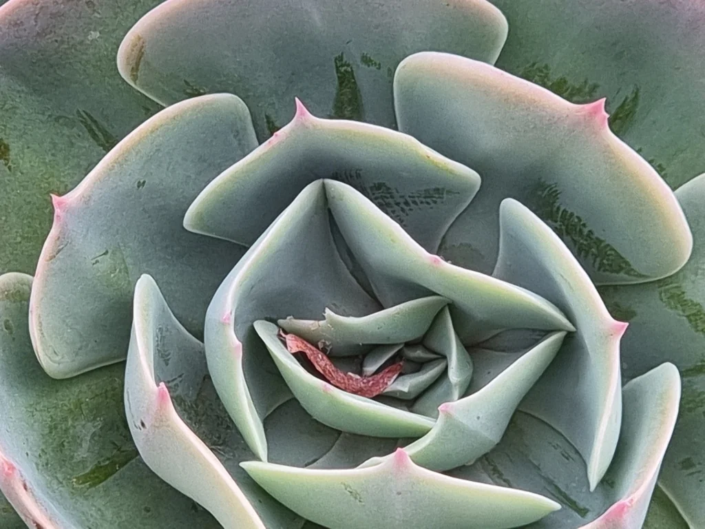 Echeveria Imbricata