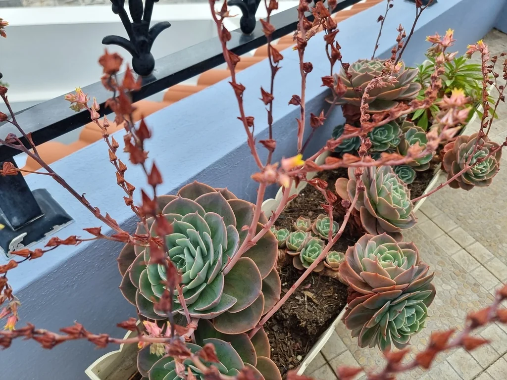Echeveria Imbricata