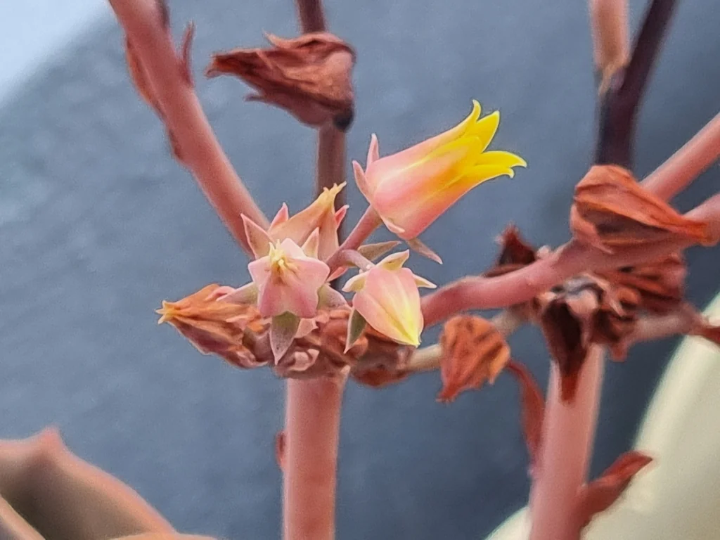 Echeveria Imbricata