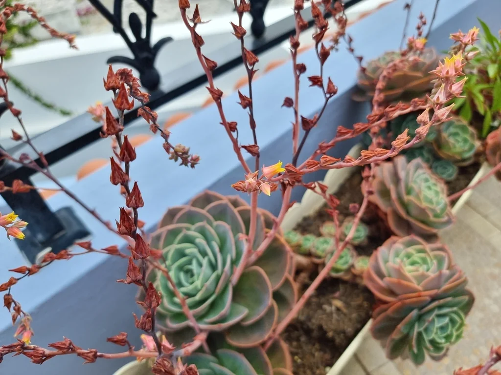 Echeveria Imbricata