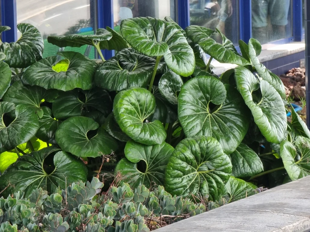 Farfugium Japonicum
