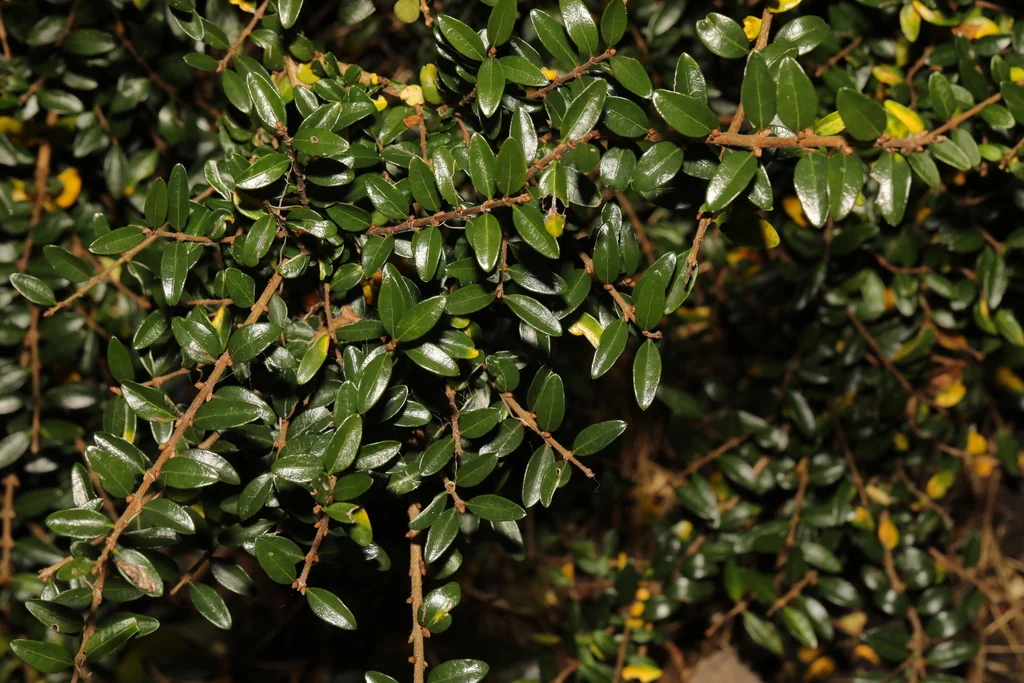 Lonicera Nitida