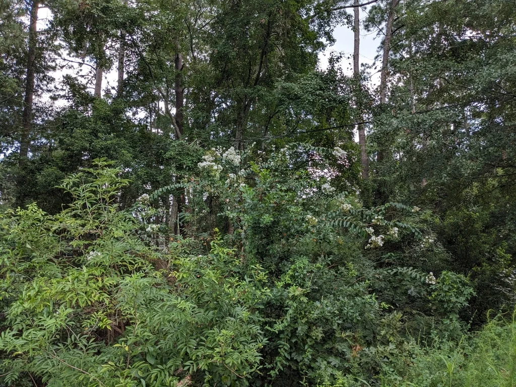 Lagerstroemia indica