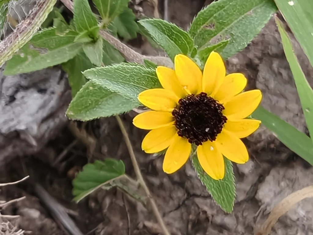 Sanvitalia procumbens