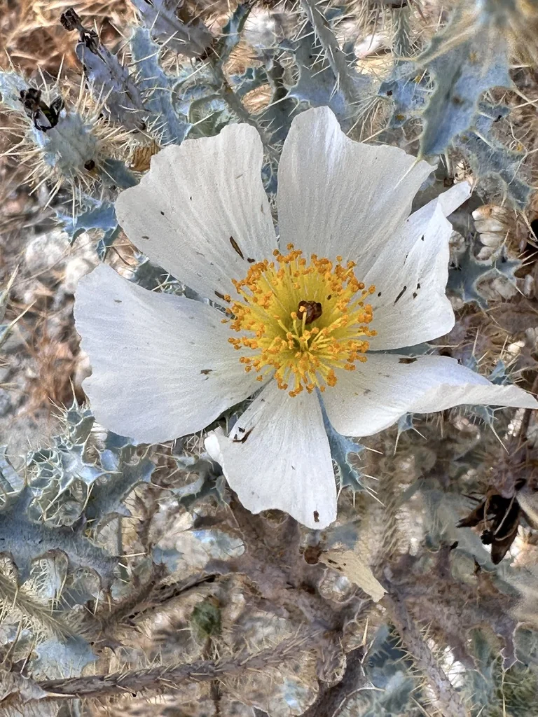 Argemone Munita