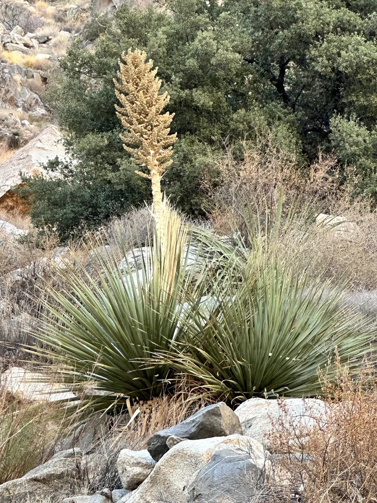 Nolina Parryi