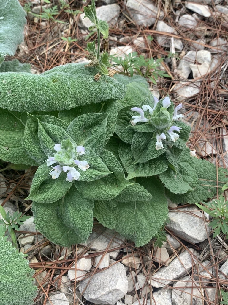 Salvia Sclarea