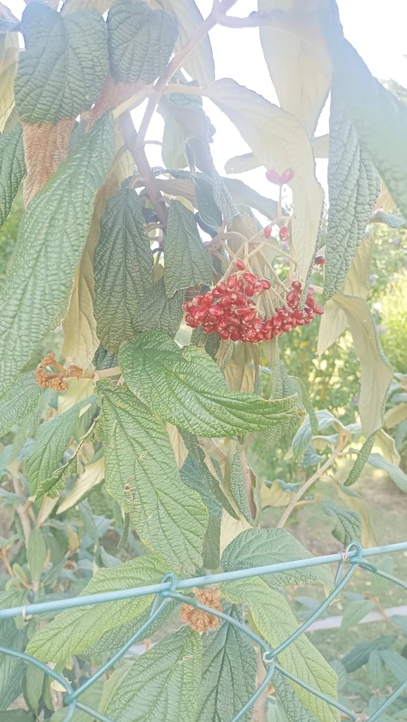 Viburnum Rhytidophyllum