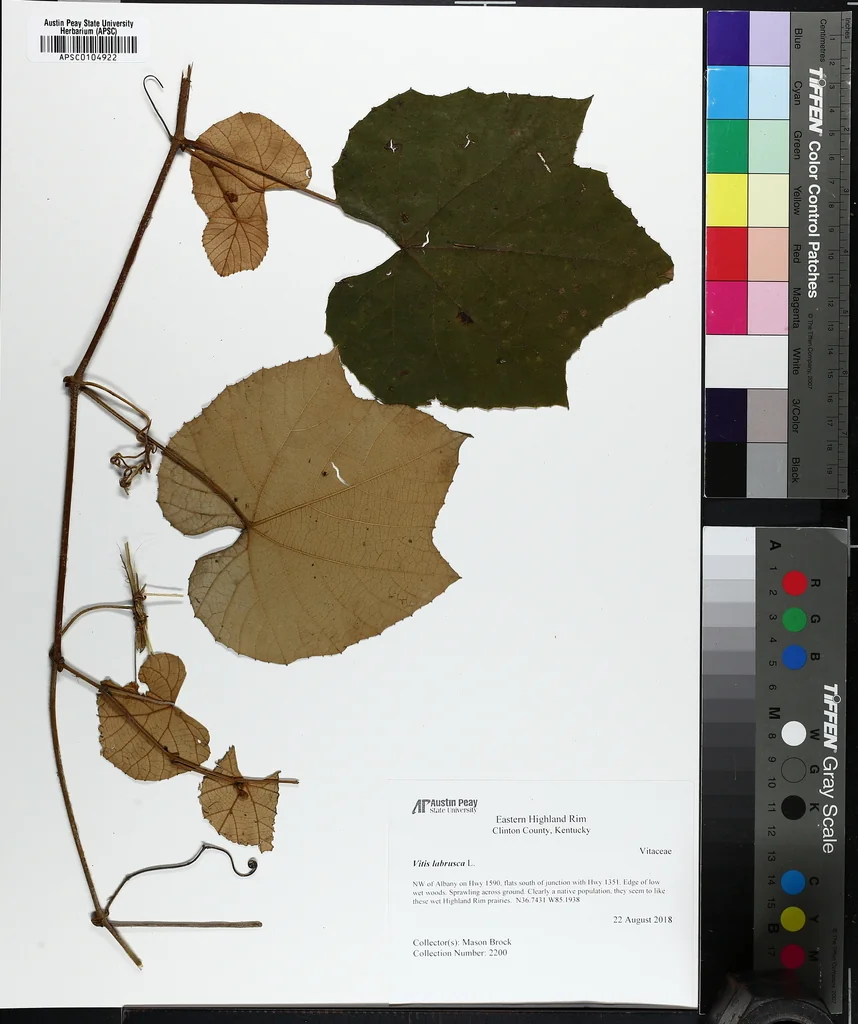 Vitis Labrusca