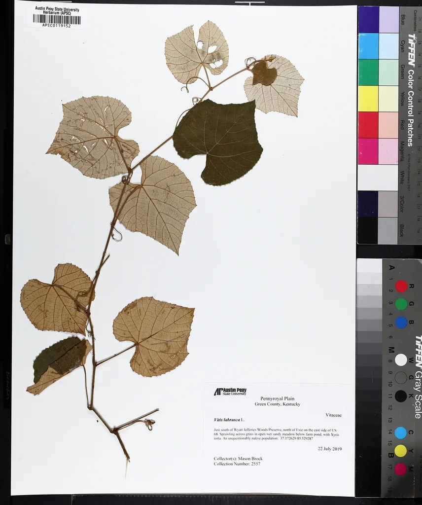 Vitis Labrusca