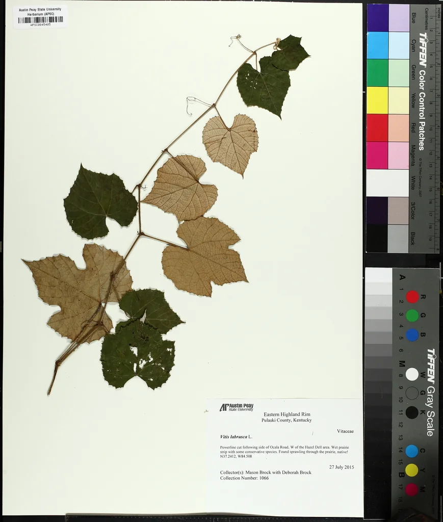 Vitis Labrusca