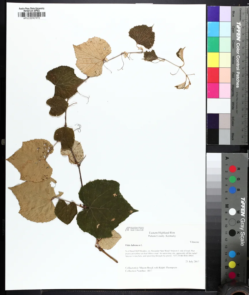 Vitis Labrusca