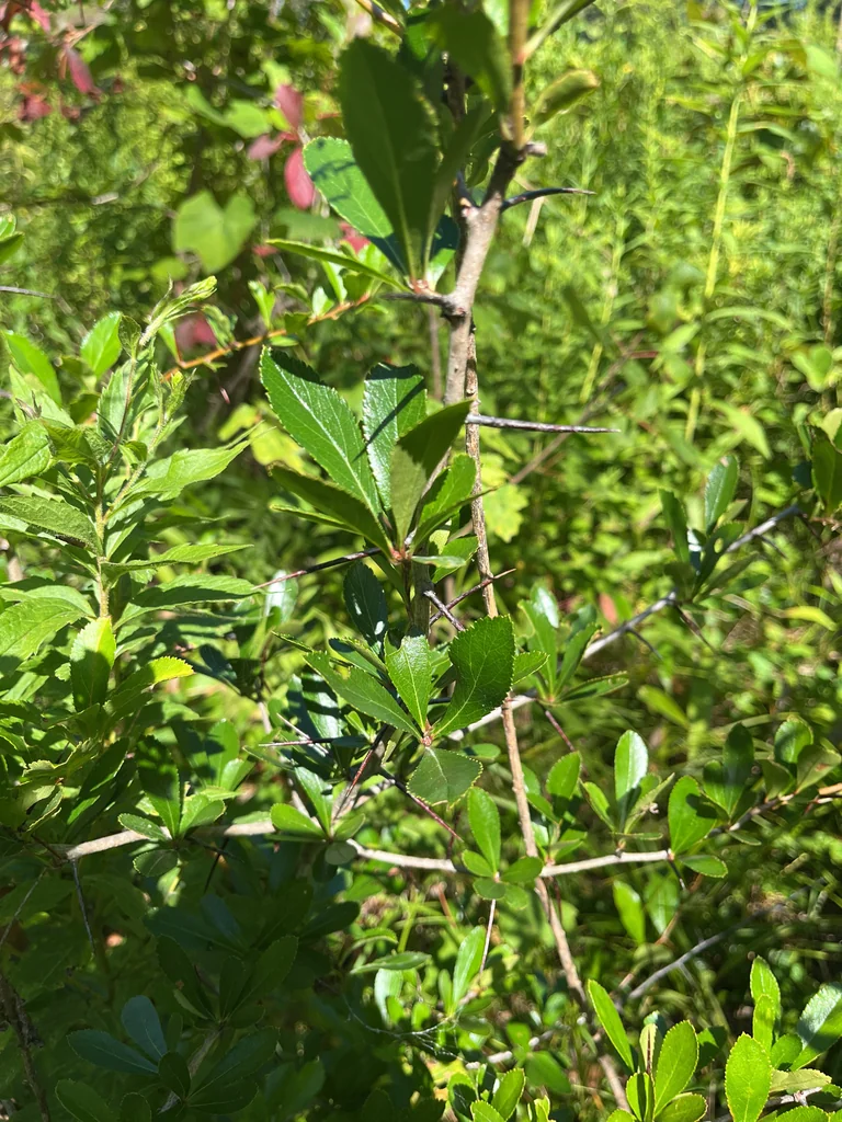 Crataegus Crus-Galli