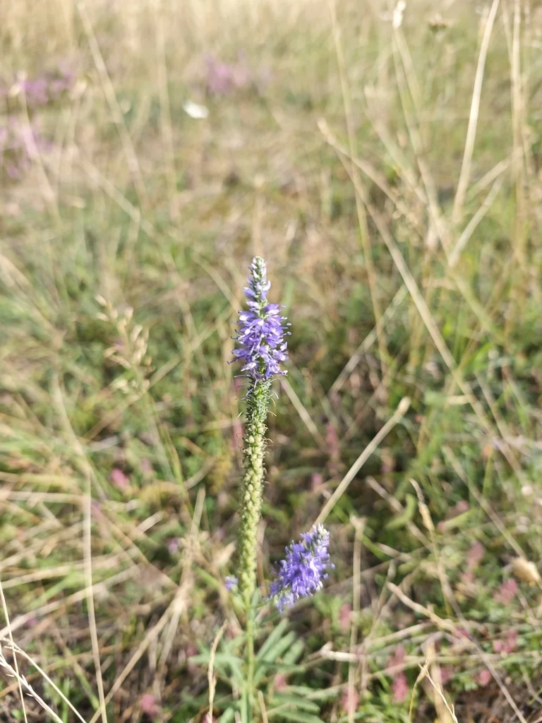 Veronica Spicata
