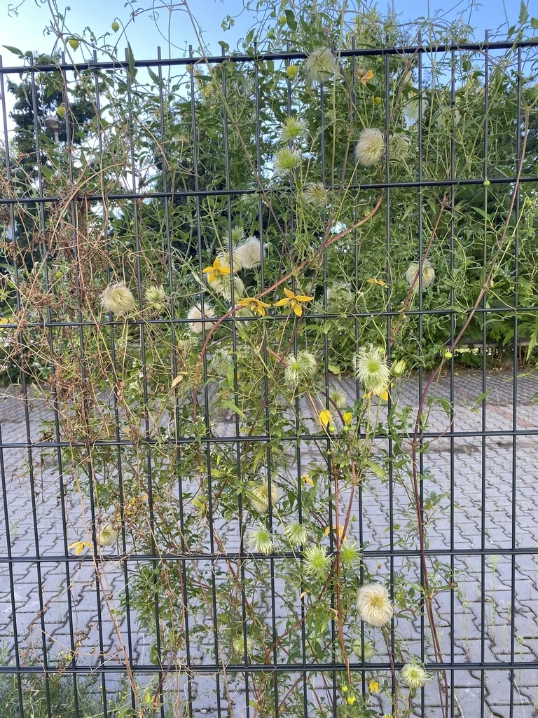Clematis Tangutica