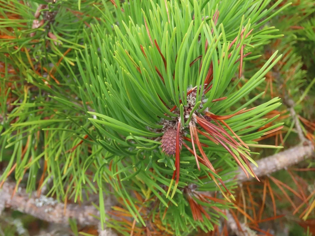 Pinus Contorta Var. Contorta