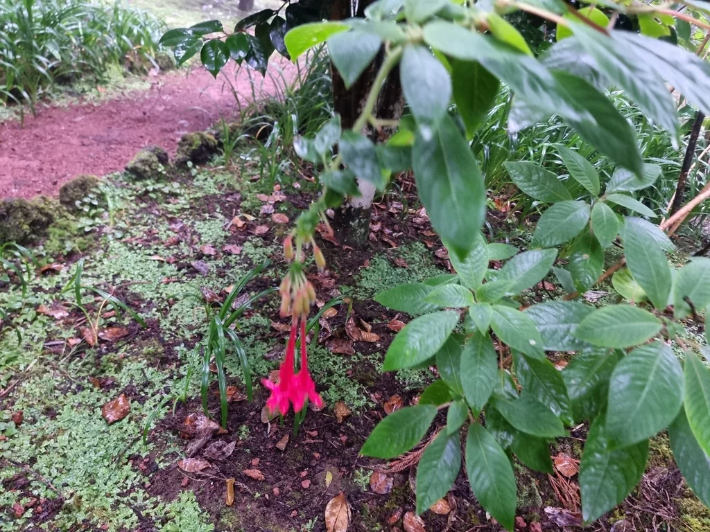 Fuchsia Boliviana