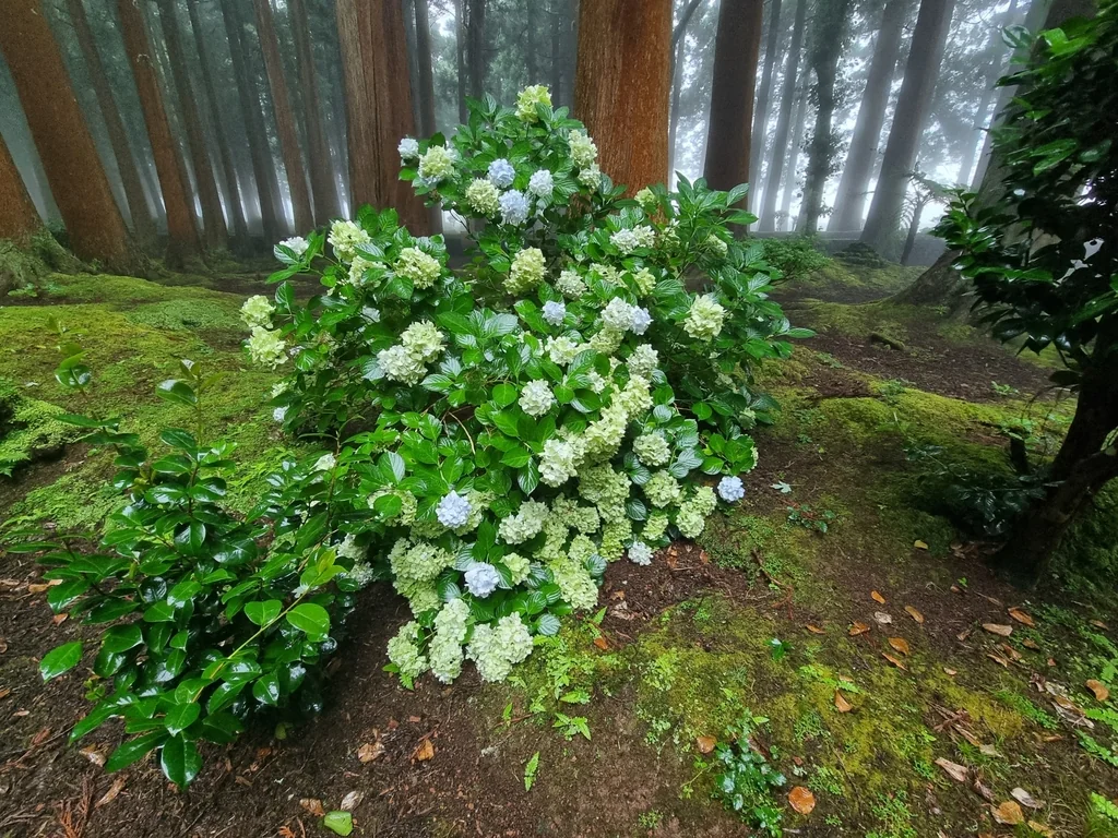 Hydrangea macrophylla