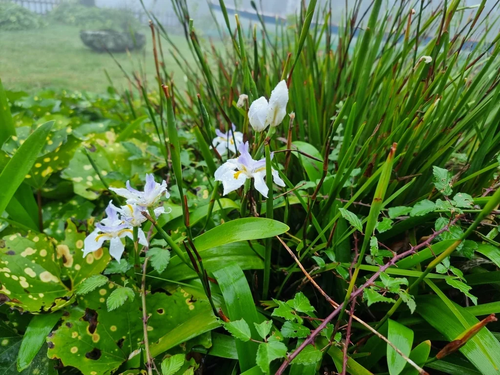 Dietes Grandiflora
