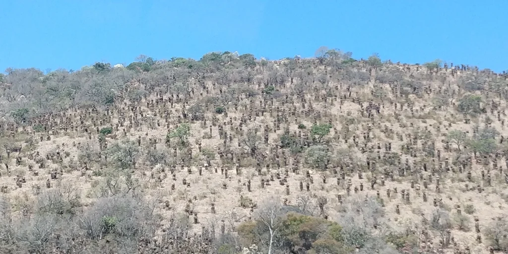 Aloe Marlothii