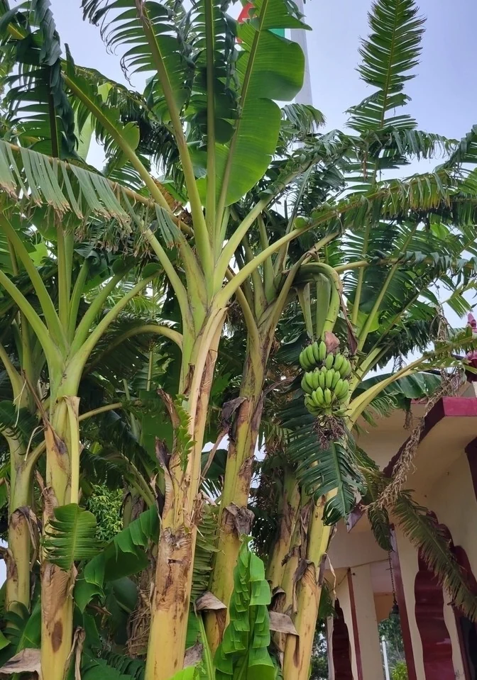 Musa X Paradisiaca