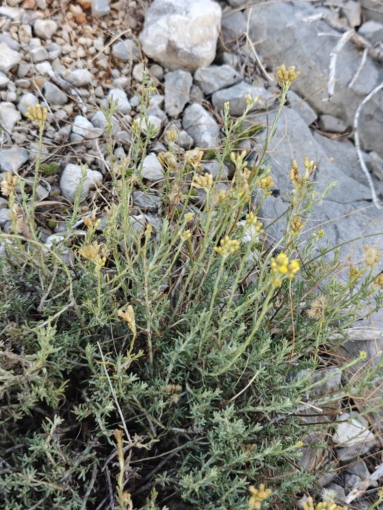 Helichrysum Italicum