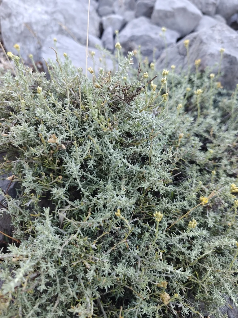 Helichrysum Italicum