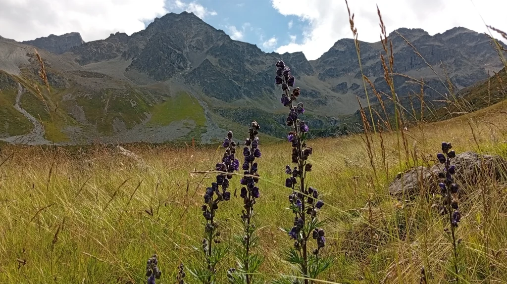 Aconitum Napellus