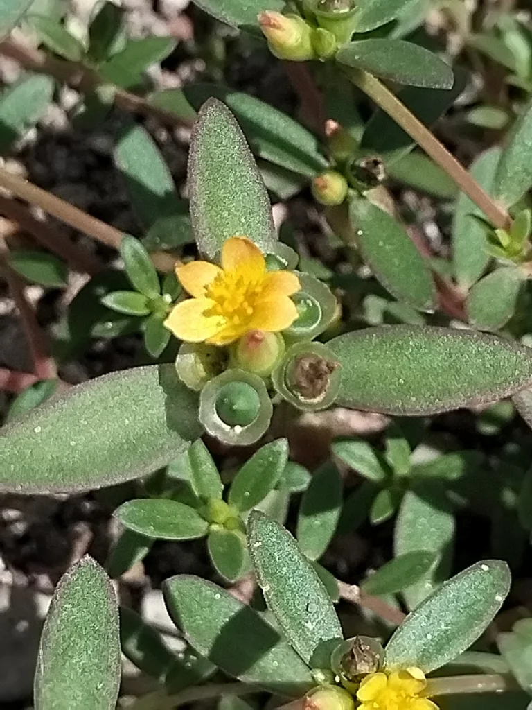 Portulaca umbraticola