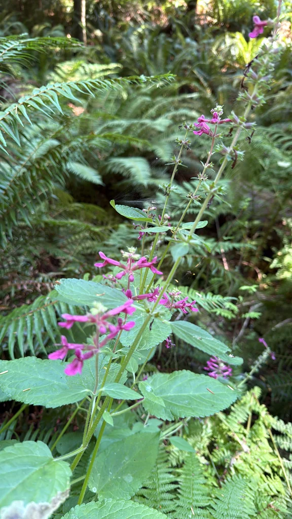 Stachys chamissonis