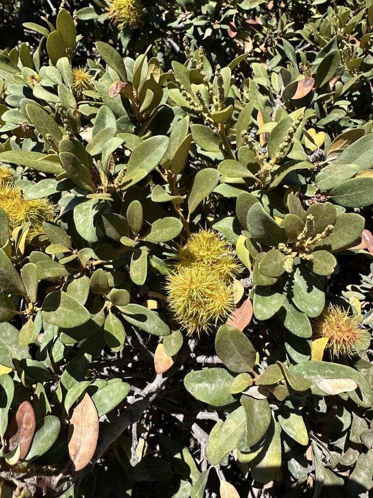 Chrysolepis Sempervirens
