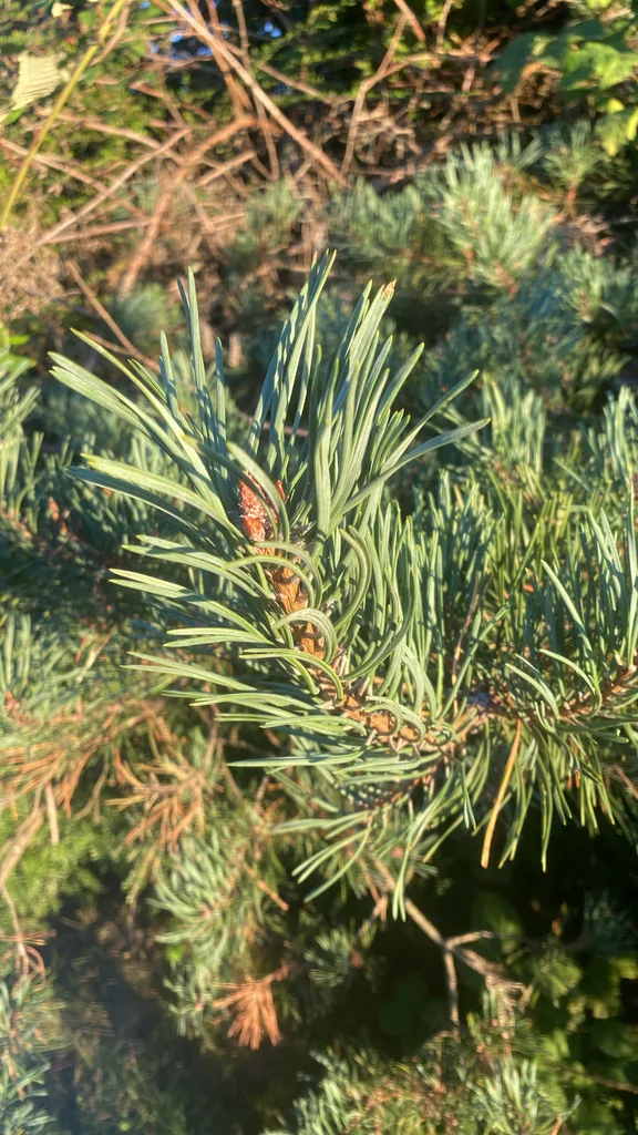 Pinus Contorta Var. Contorta