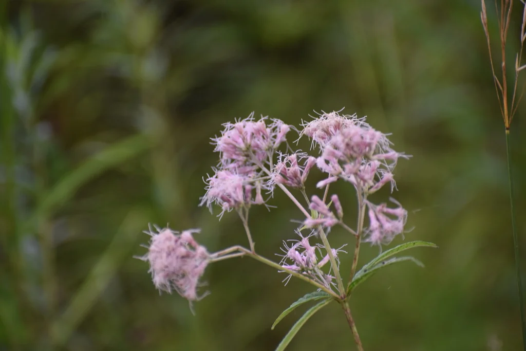 Eupatorium Purpureum