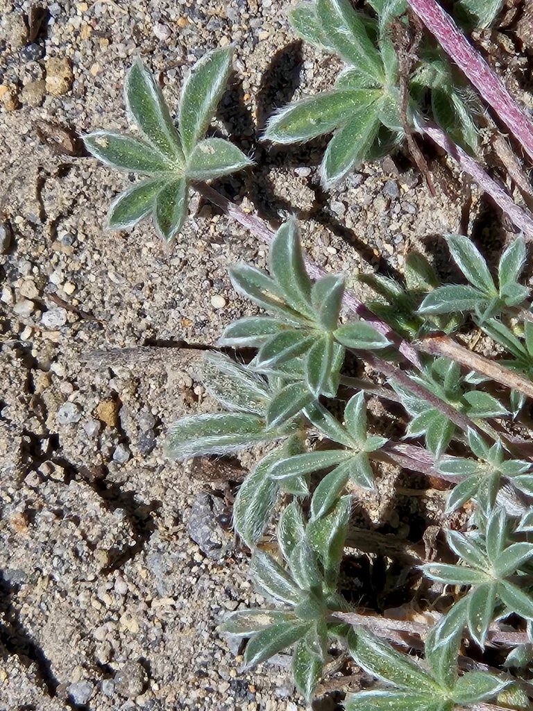 Lupinus Lepidus