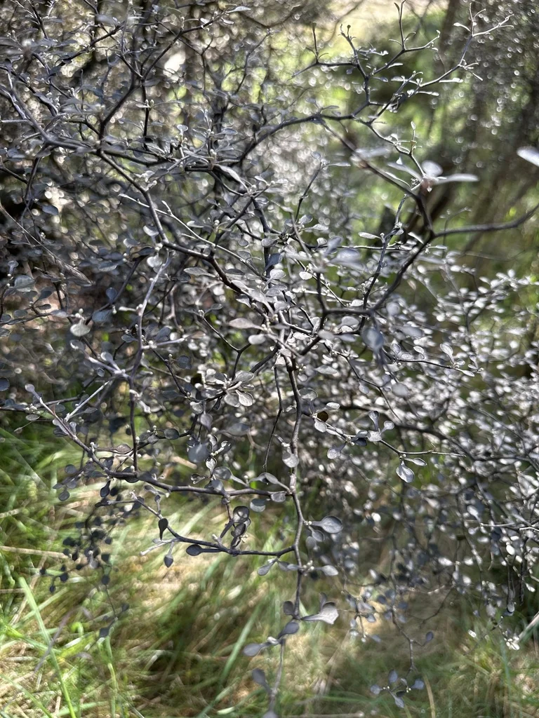 Corokia Cotoneaster