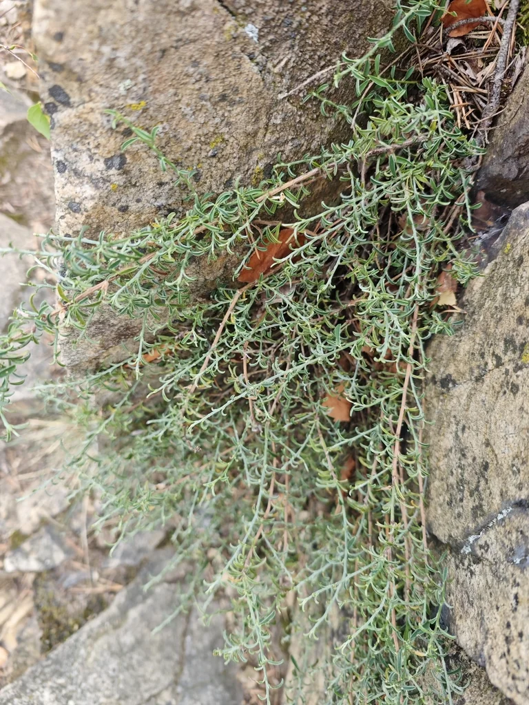 Genista Pilosa
