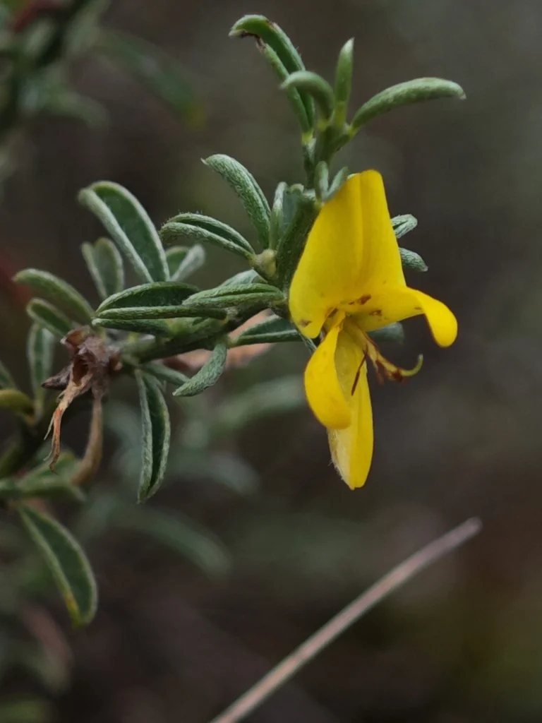 Genista Pilosa
