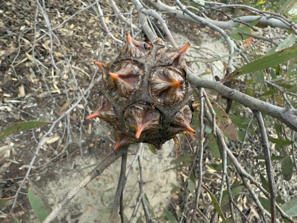 Eucalyptus Conferruminata